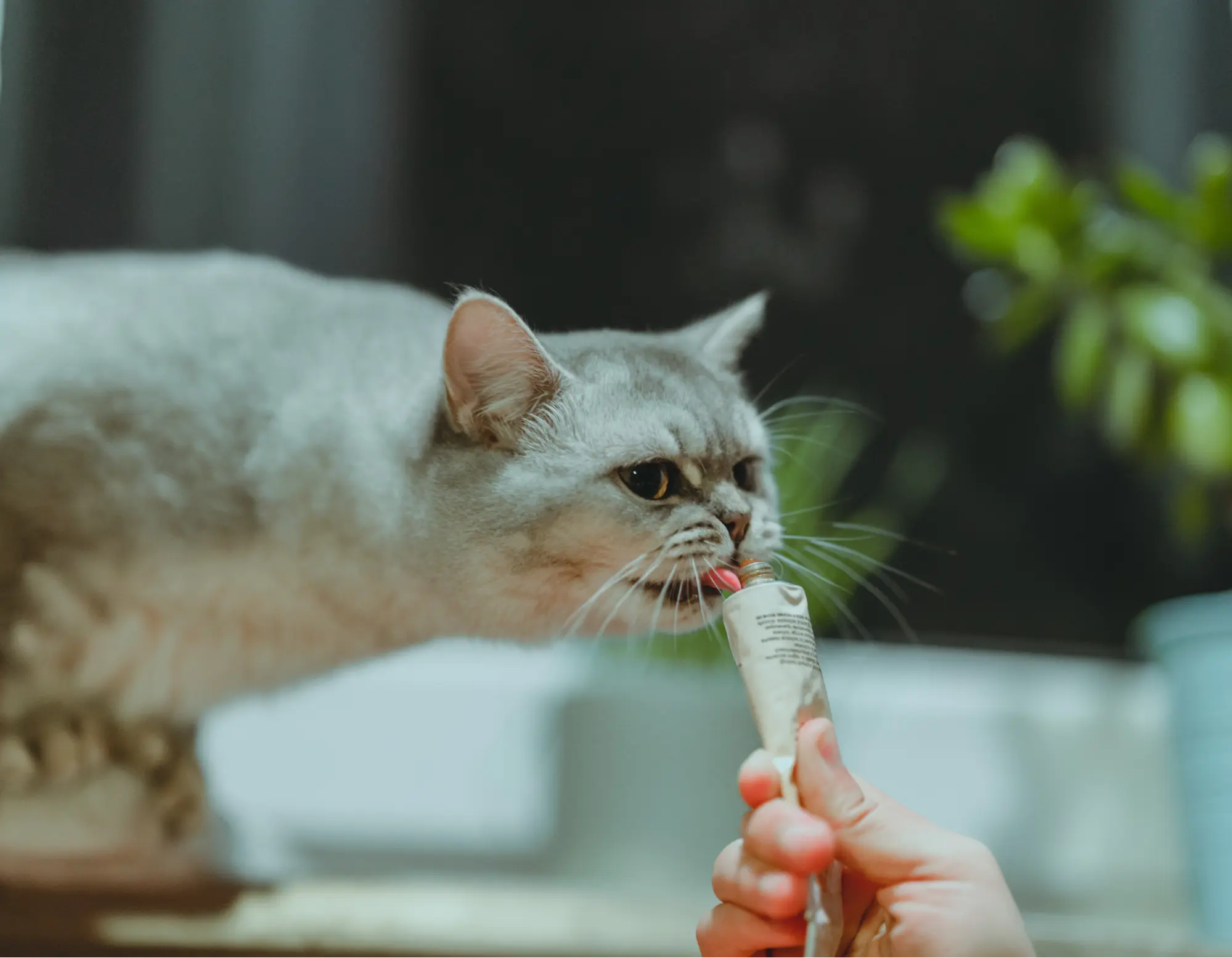 grey cat licking a cat yoghurt that a person is holding