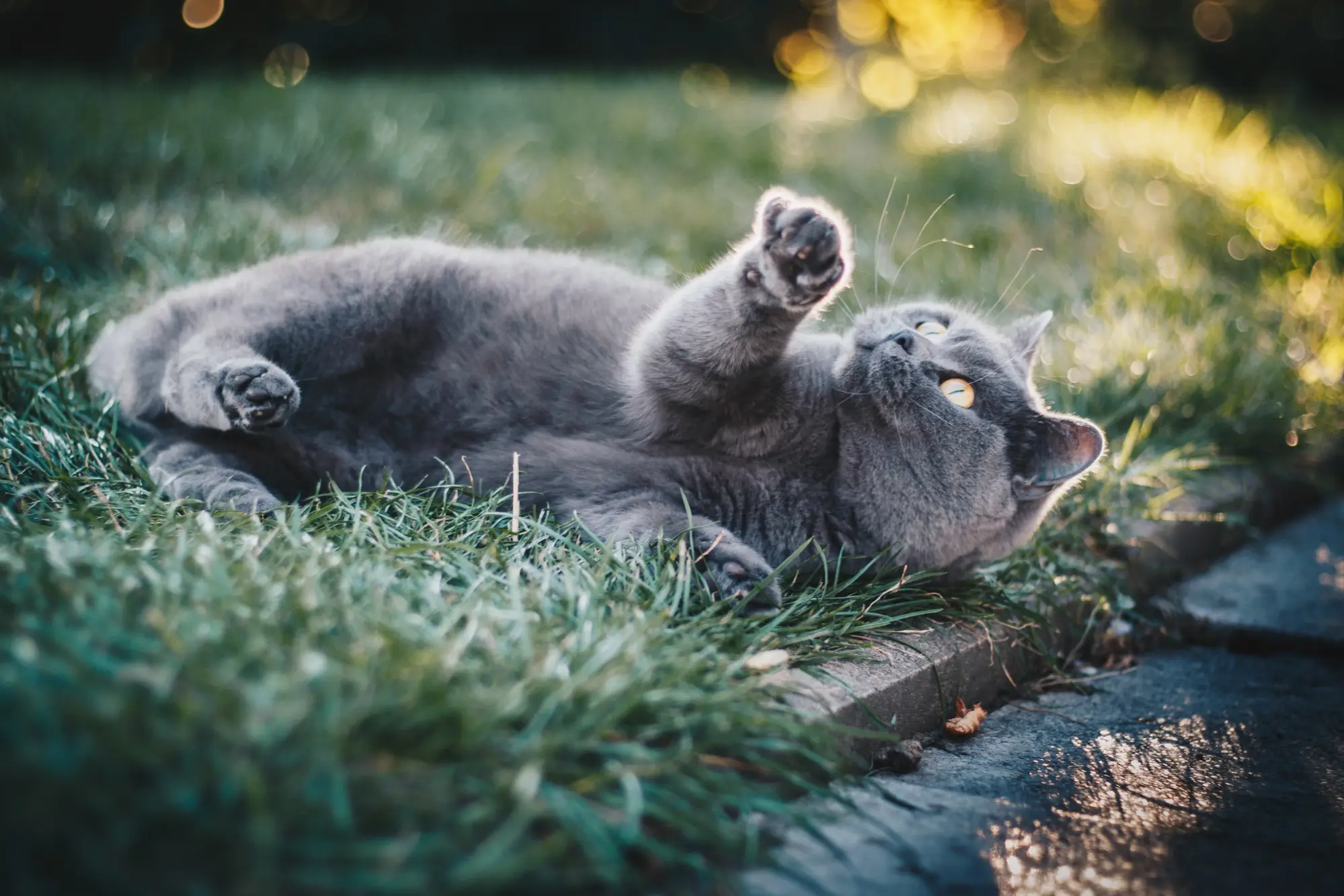 gray cat rolling on grass