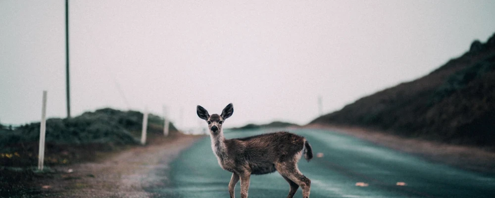 A deer in the road.
